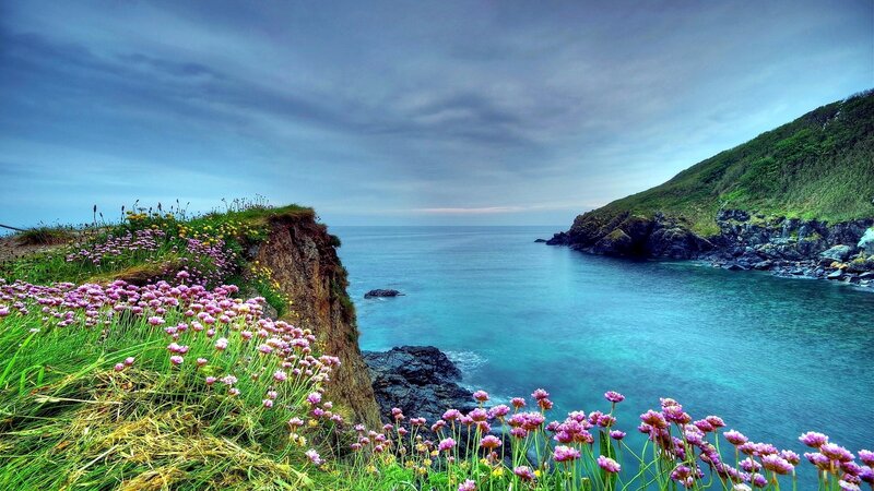 Coastal Cliff with Flowers — Blue, Serene