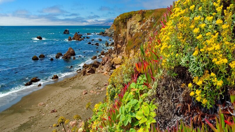Coastal Cliff with Flowers — Blue