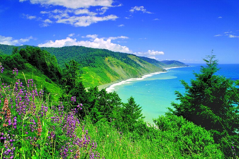 Coastal Cliff with Flowers — Green, Serene