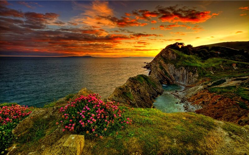 Coastal Cliff with Flowers — Orange