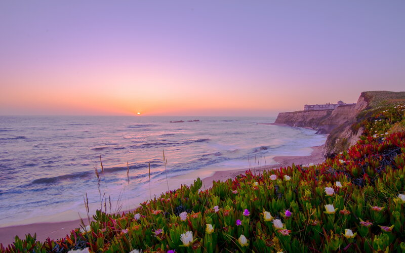 Coastal Cliff with Flowers — Purple