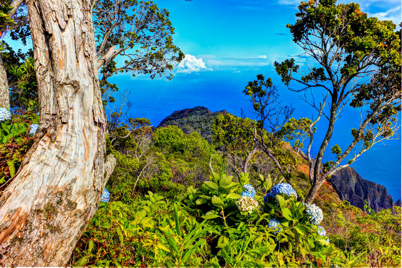 Coastal Cliff with Hydrangeas