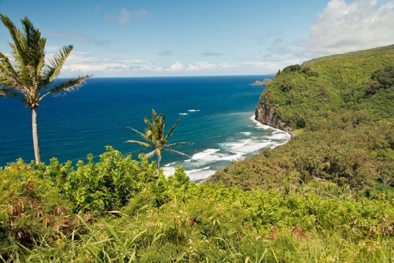 Coastal Cliff with Palm Trees — Blue, Serene
