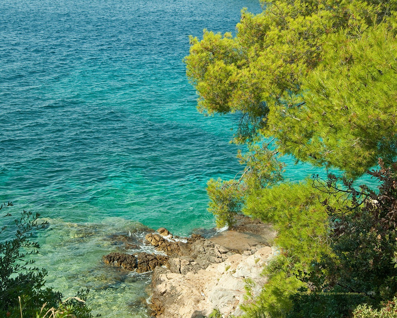 Coastal cliff with pine tree