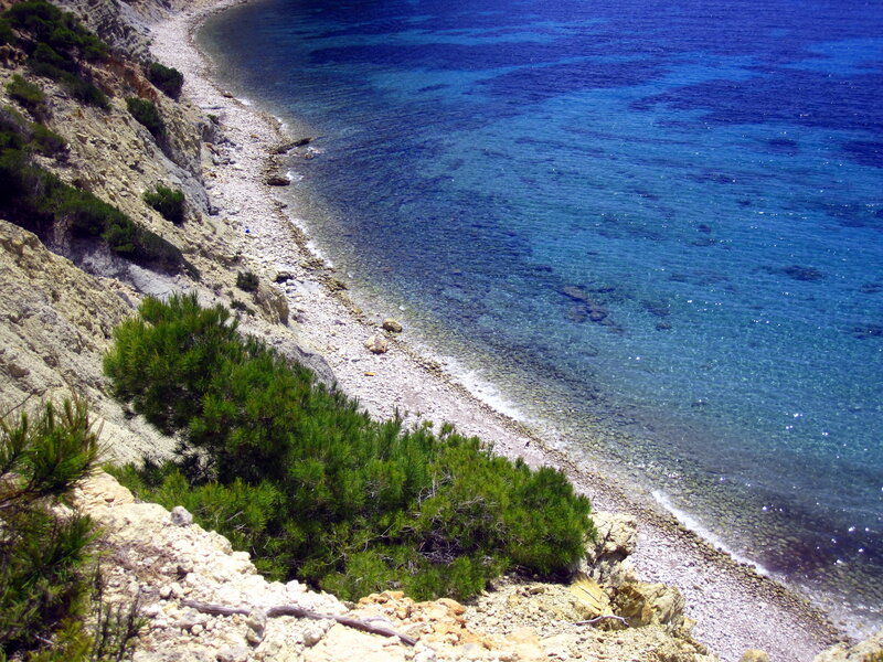 Coastal Cliff with Pine Trees