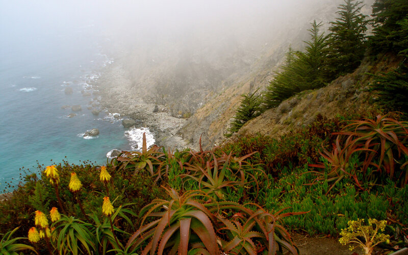 coastal cliff with succulents and fog