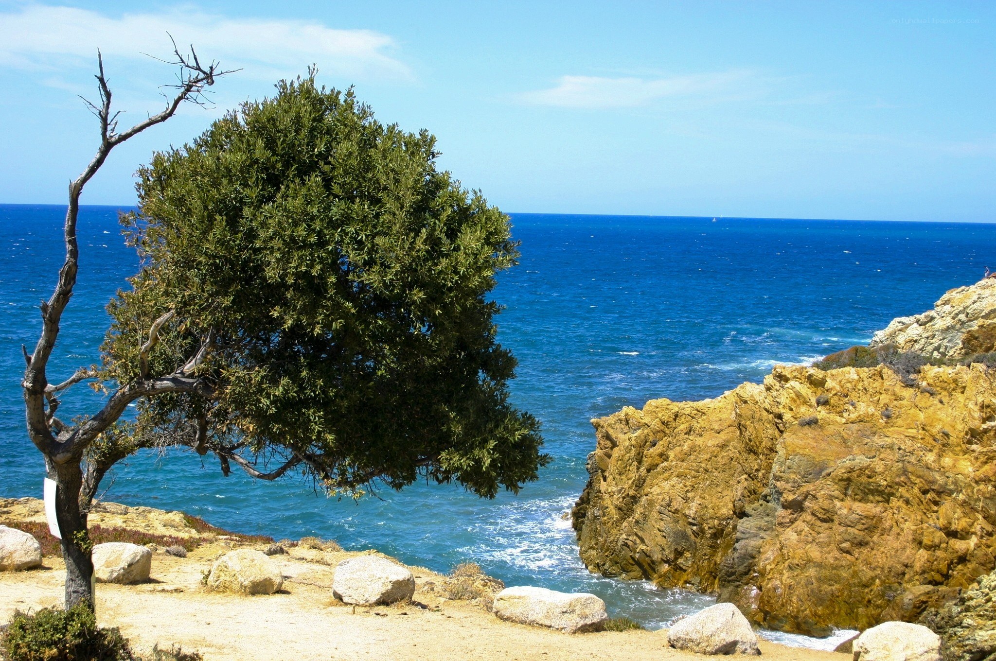 coastal cliff with tree and ocean
