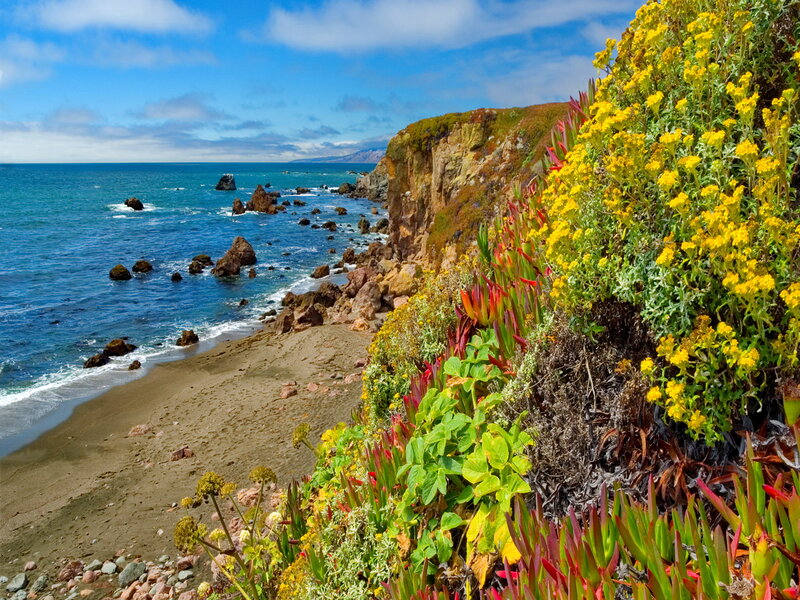 Coastal Cliff with Wildflowers — Blue, Serene