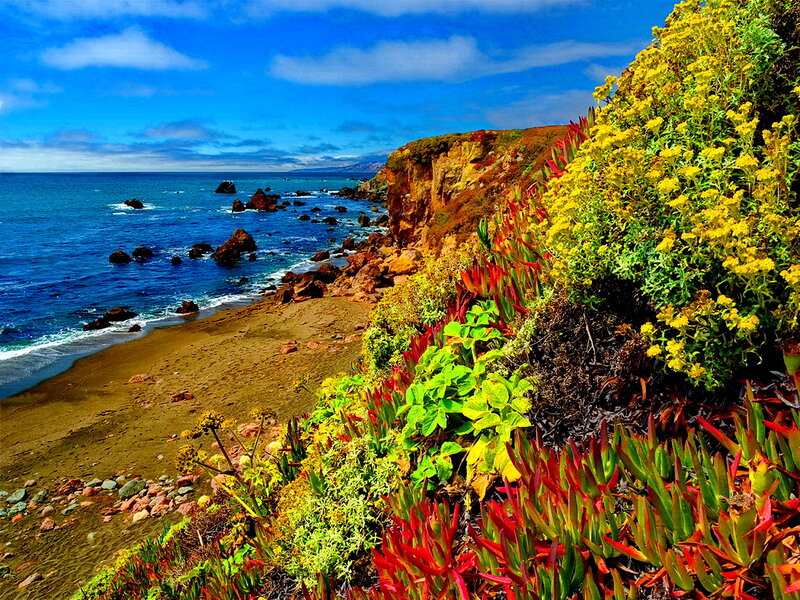 Coastal Cliff with Wildflowers — Blue