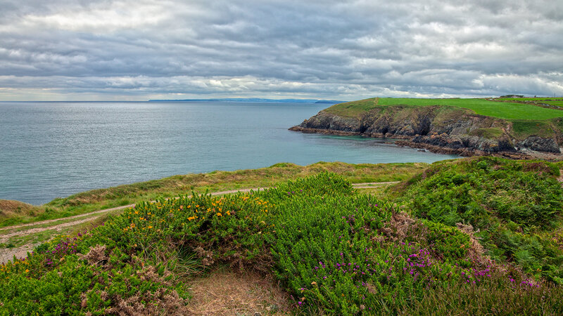 Coastal Cliff with Wildflowers — Green, Dramatic