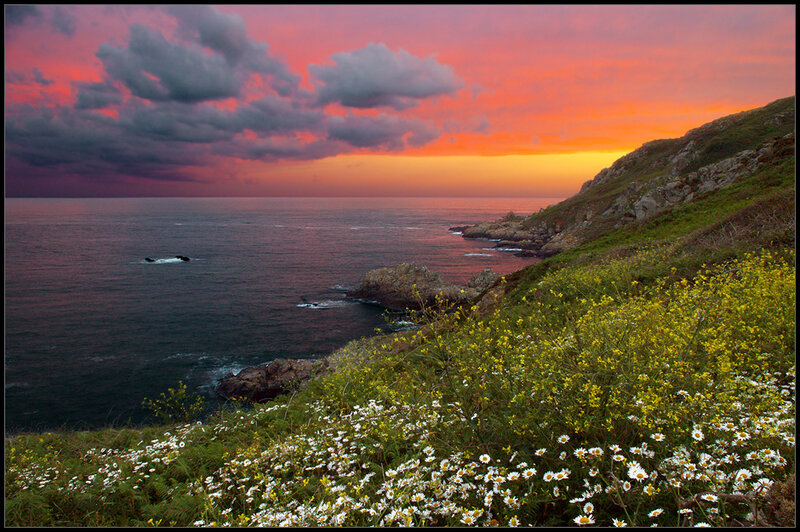 Coastal Cliff with Wildflowers