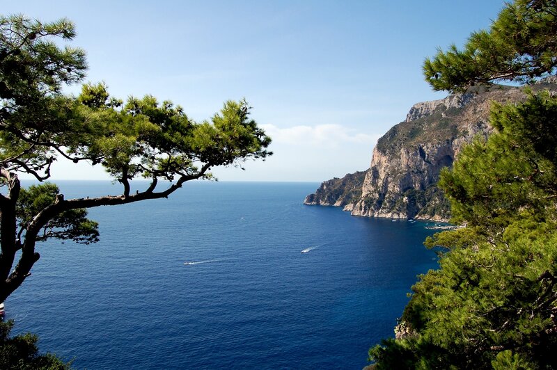 coastal cliffs and pine trees