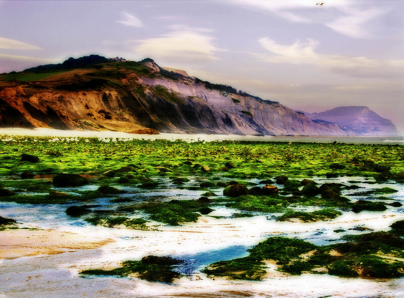 Coastal Cliffs and Seaweed