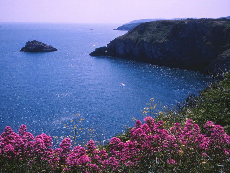 coastal cliffs with pink flowers