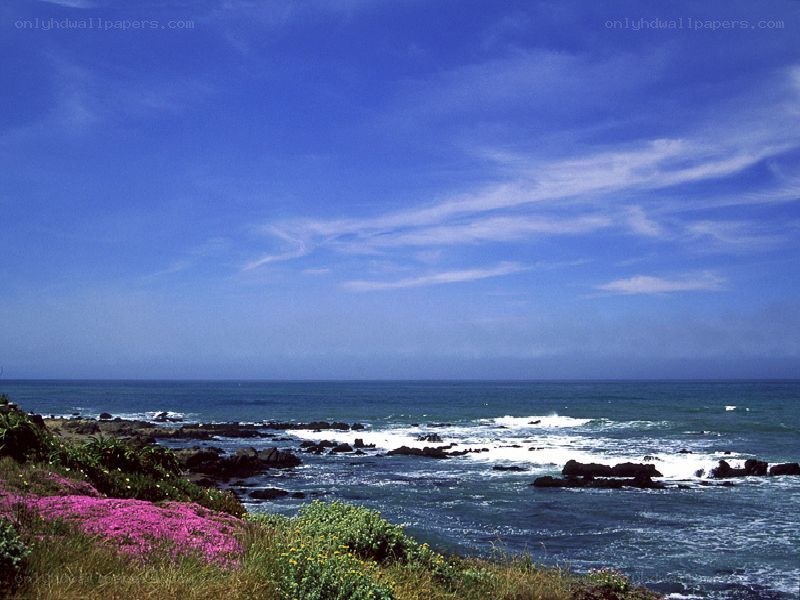 coastal cliffs with pink flowers