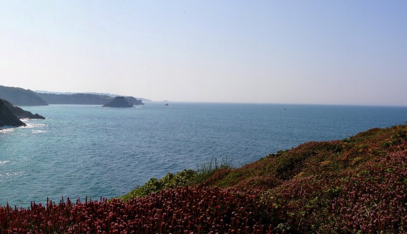 coastal cliffs with purple flowers