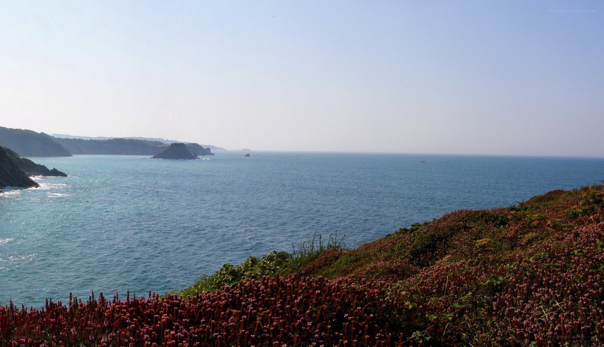 coastal cliffs with purple flowers