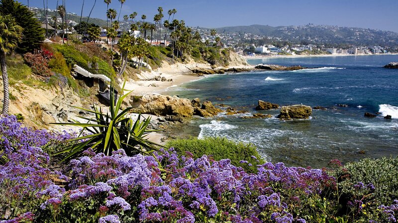 coastal cliffs with purple flowers