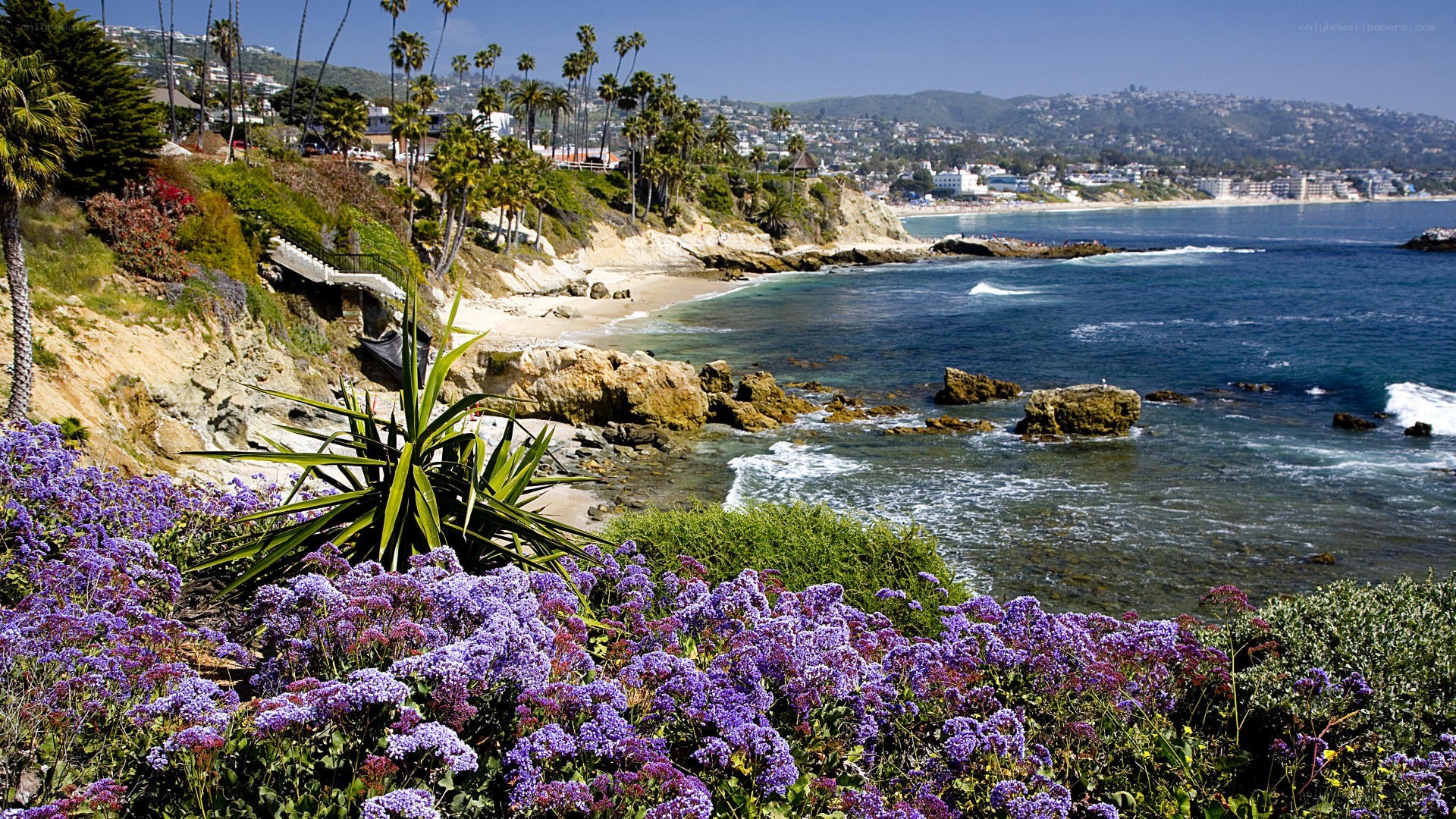 coastal cliffs with purple flowers