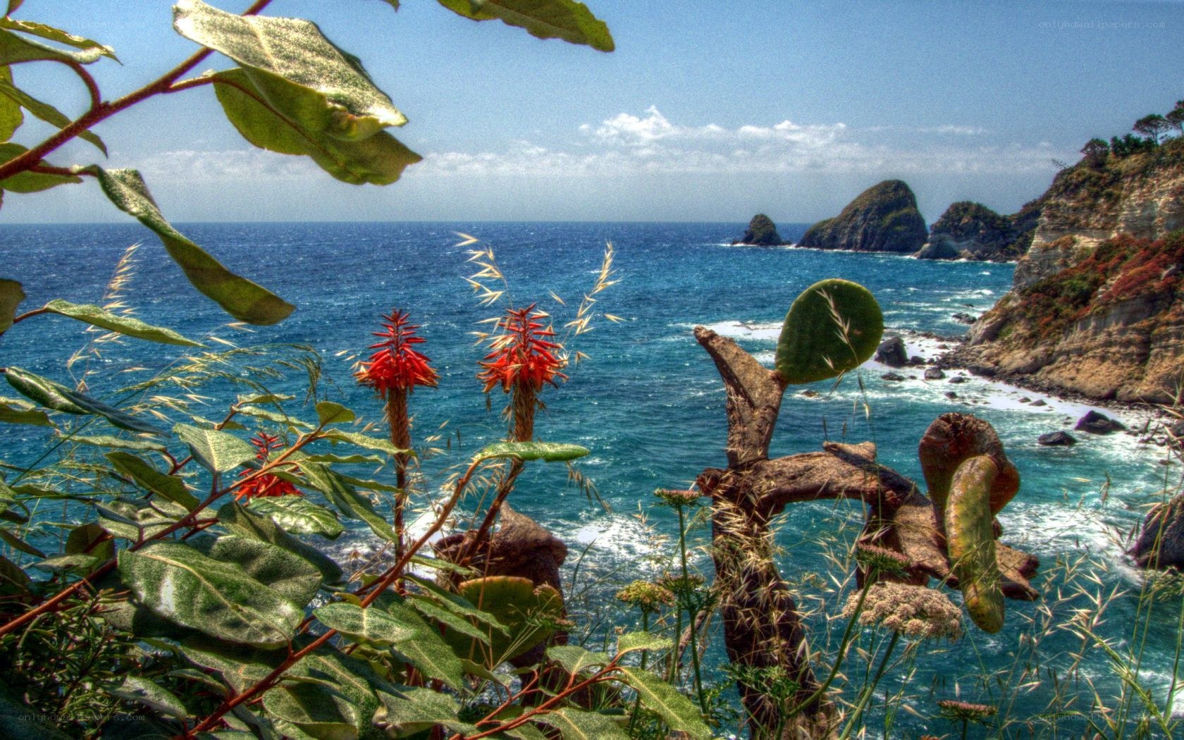 Coastal cliffs with red flowers