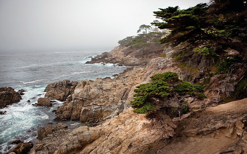 Coastal Cliffs with Trees — Gray, Misty