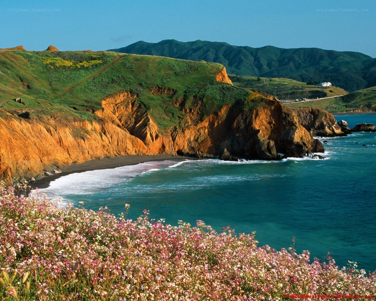 coastal cliffs with wildflowers