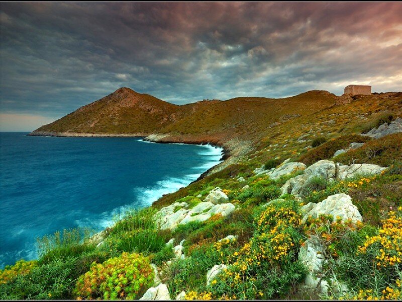 coastal cliffs with wildflowers
