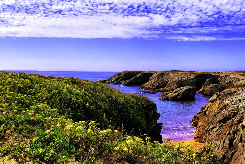 coastal cliffs with wildflowers