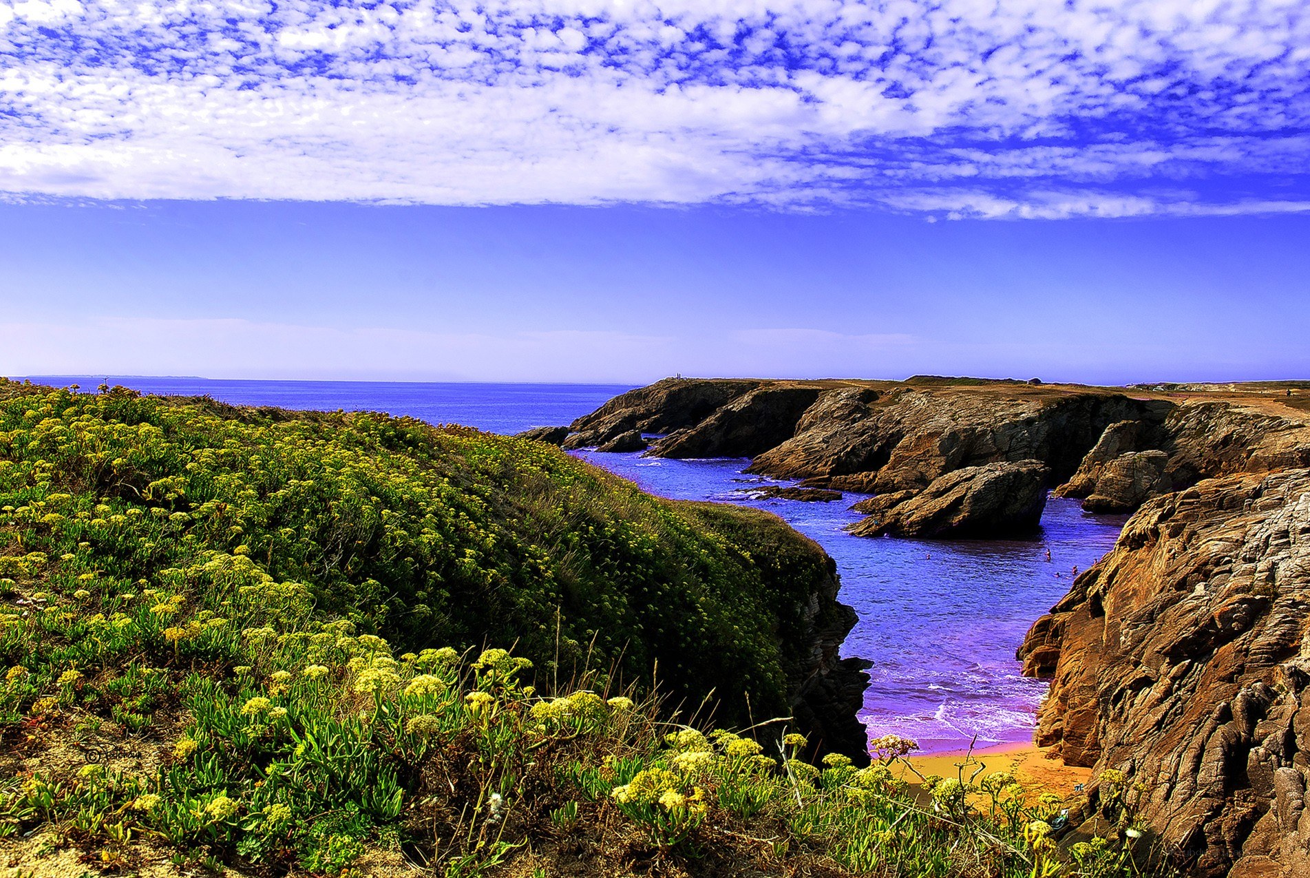 coastal cliffs with wildflowers