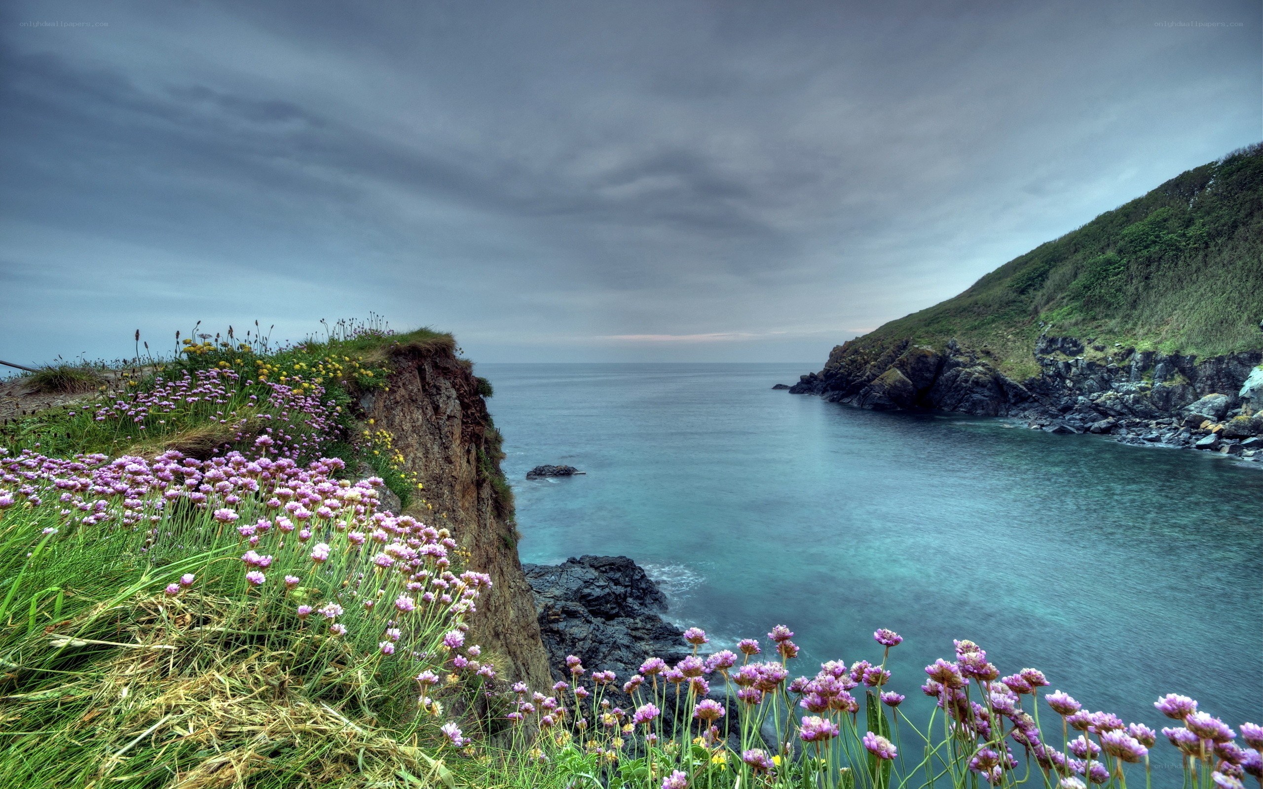 coastal cliffs with wildflowers