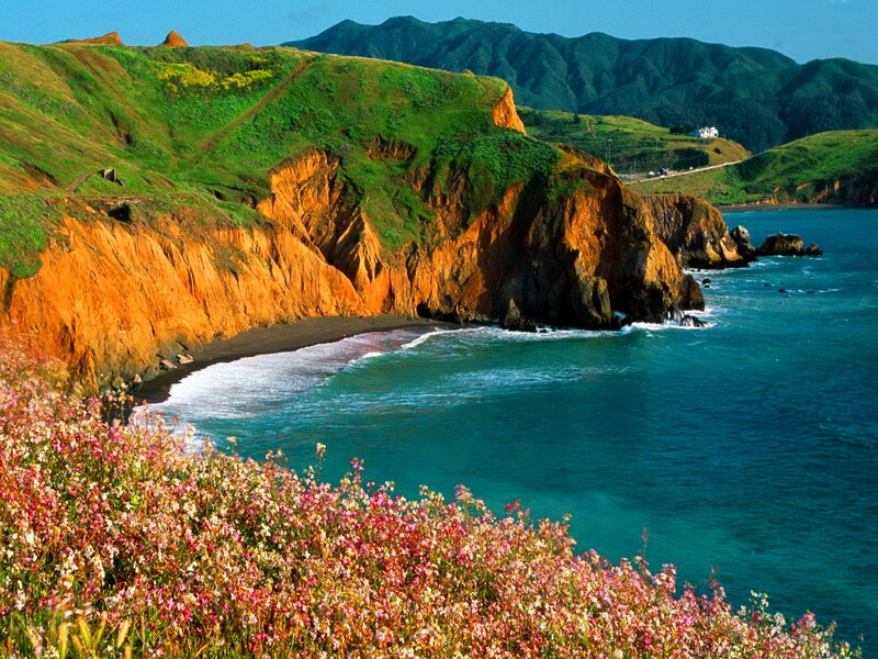 Coastal Cliffs with Wildflowers — Green, Serene