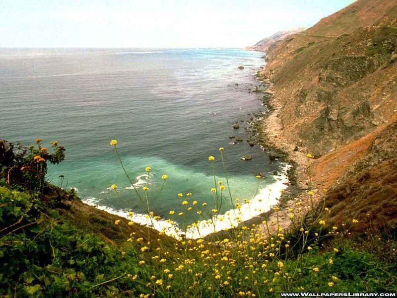 coastal cliffs with yellow flowers