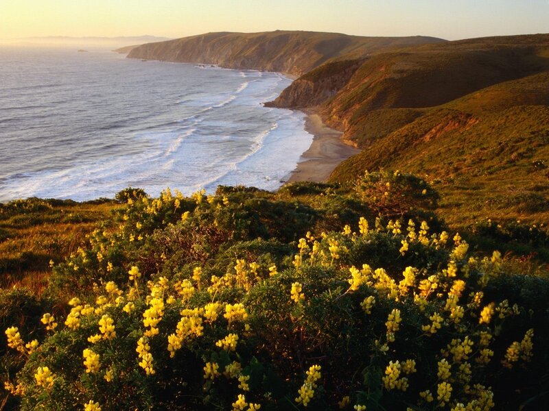 coastal cliffs with yellow flowers