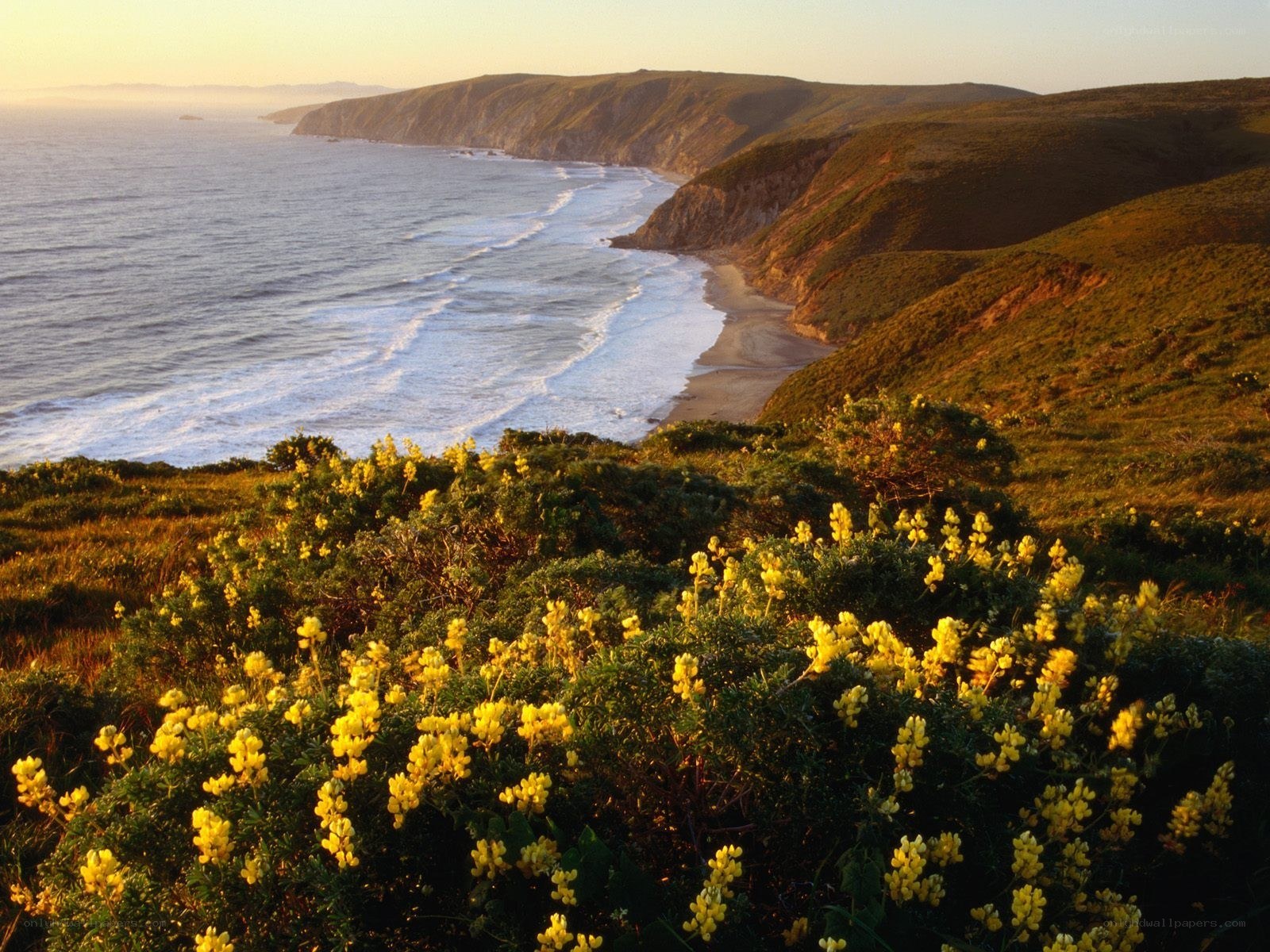coastal cliffs with yellow flowers