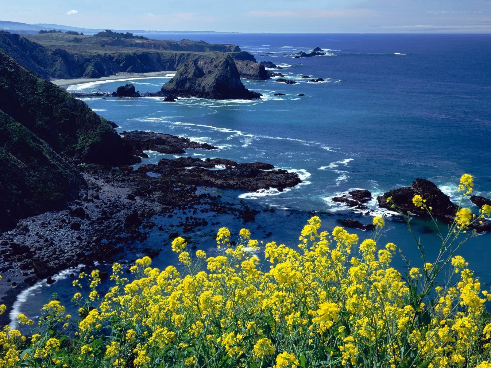 coastal cliffs with yellow flowers