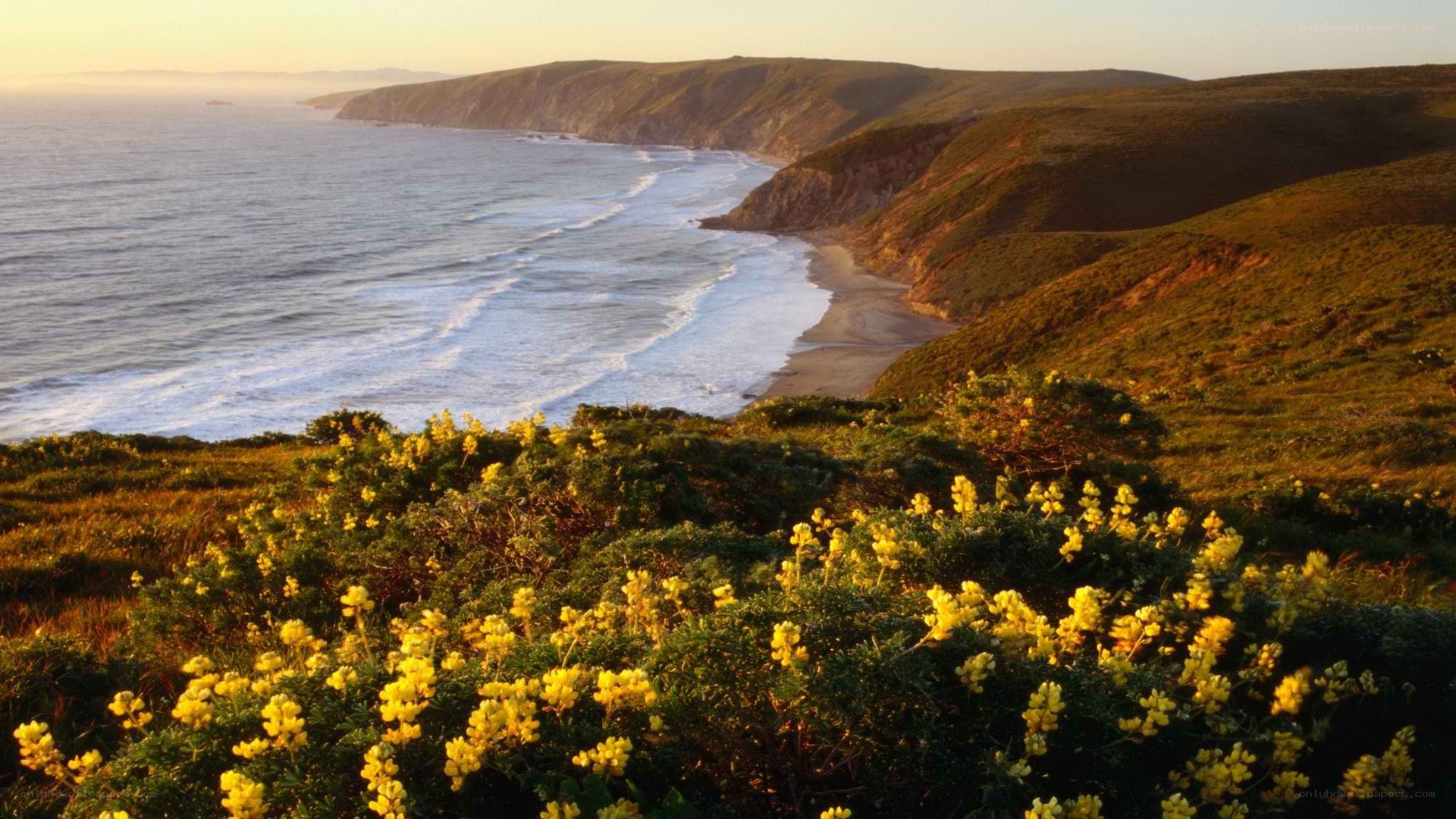 coastal cliffs with yellow flowers