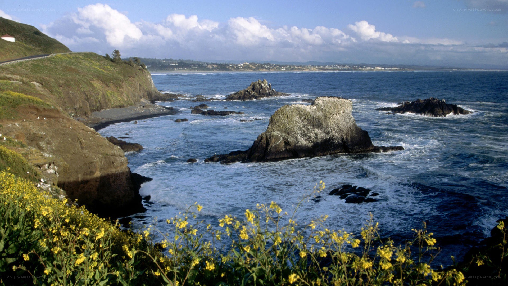 coastal cliffs with yellow flowers