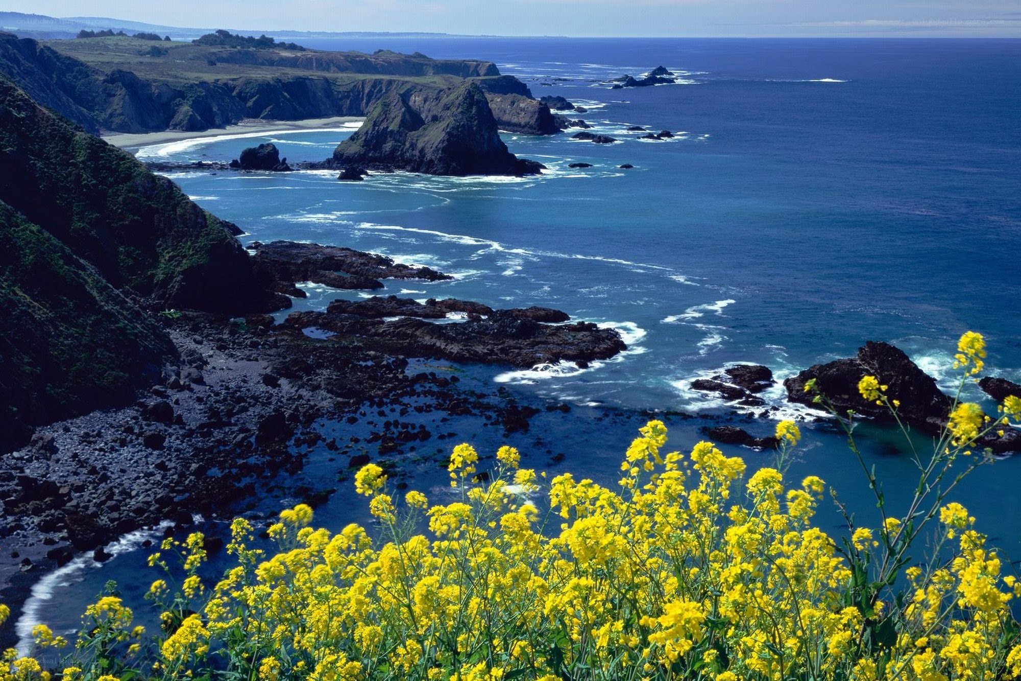 coastal cliffs with yellow flowers