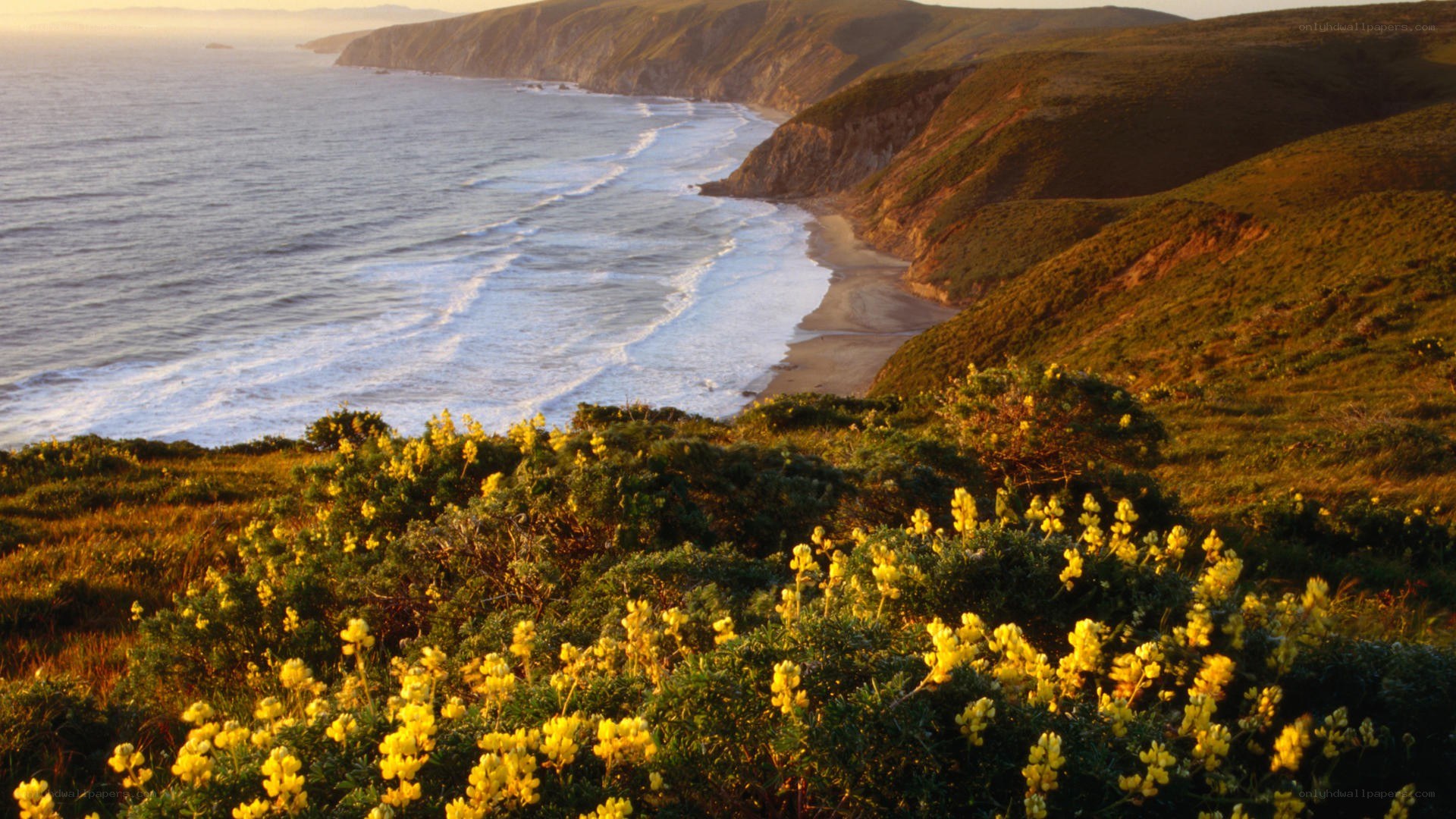 coastal cliffs with yellow flowers