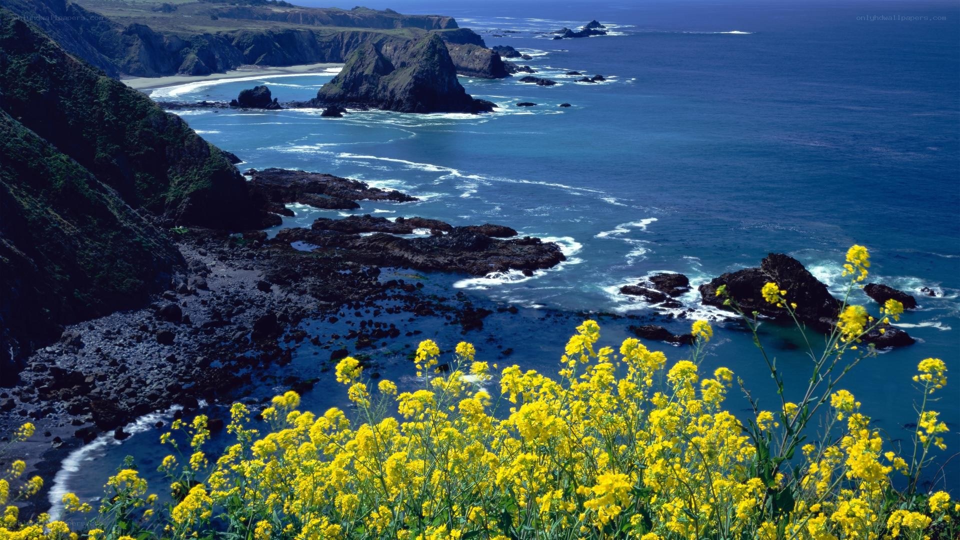 coastal cliffs with yellow flowers
