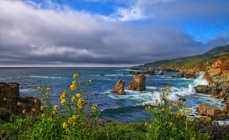 Coastal Cliffs with Yellow Flowers — Blue, Dramatic