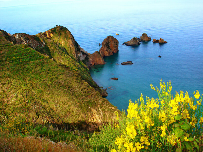 Coastal Cliffs with Yellow Flowers — Blue