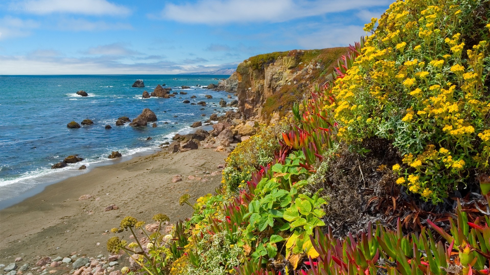 coastal cliffs with yellow flowers