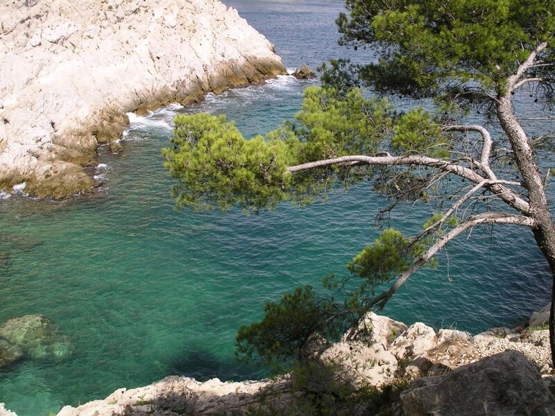 coastal cove with pine tree