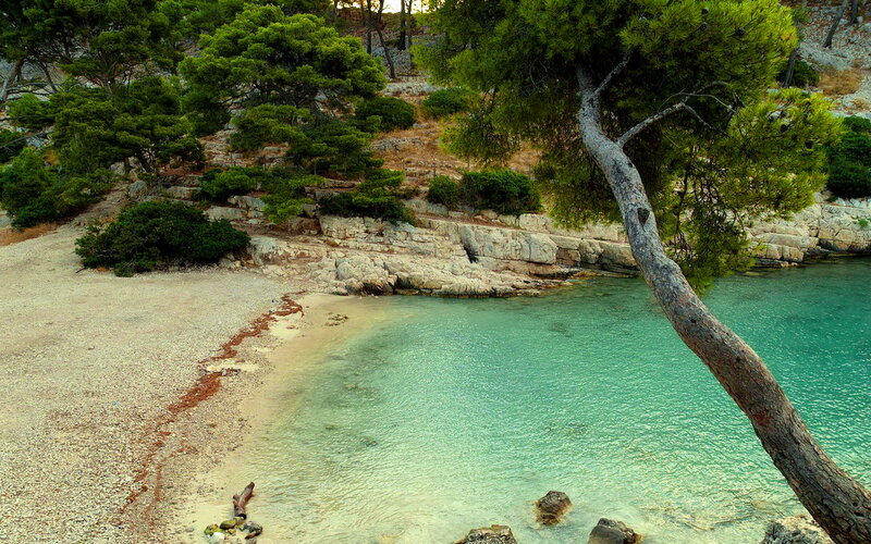 Coastal Cove with Pine Trees