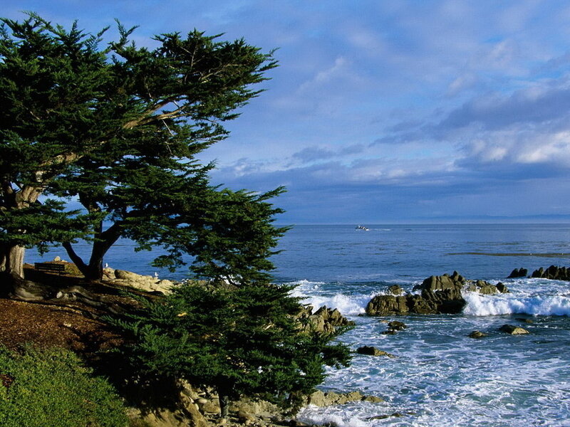 Coastal Cypress Tree