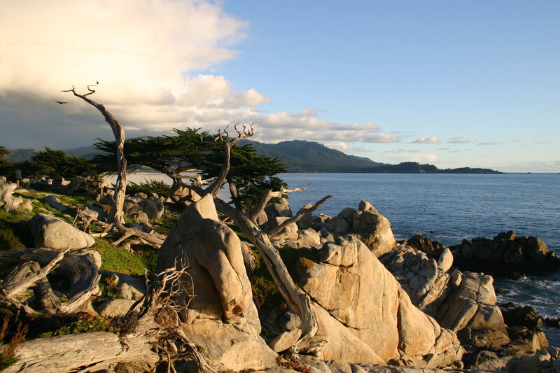 Coastal Cypress Trees
