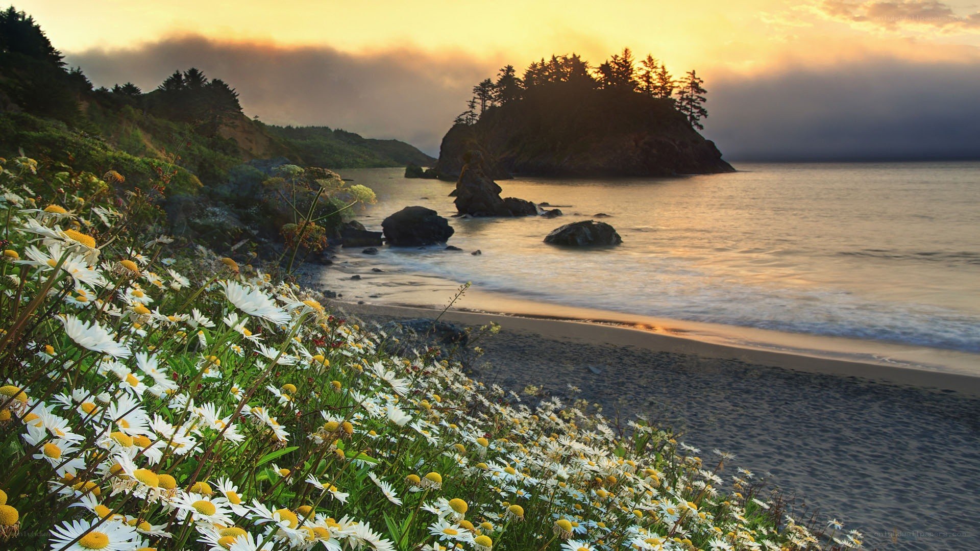 Coastal daisies at sunset