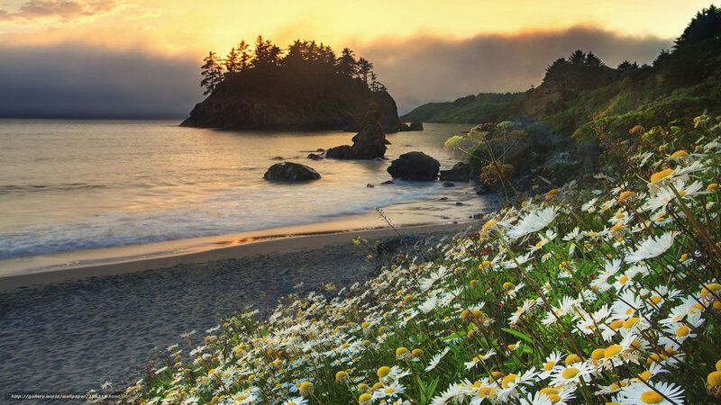 Coastal daisies at sunset