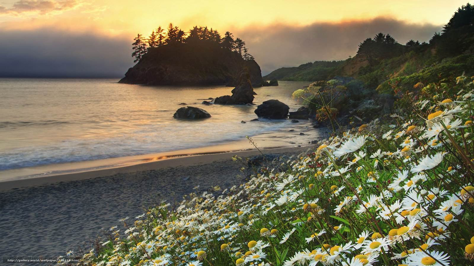 Coastal daisies at sunset
